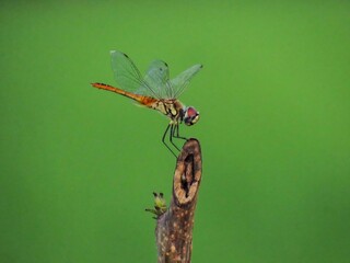 Dragonfly perched on a twig against a soft green background