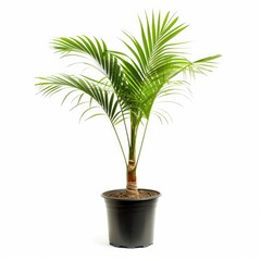 Small palm tree in a black pot against white background