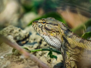 Close up profile of a camouflaged lizard with intricate scale patterns