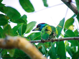 Vibrant blue throated barbet perched among lush green foliage