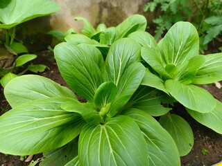 Green and Healthy: The Allure of Organic Bok Choy Cultivation in a Sustainable Garden and...