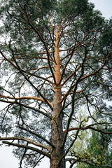 Fototapeta premium Swedish Forest Nature Landscape