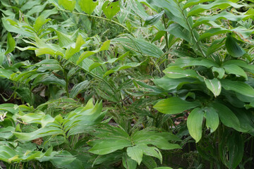 Closeup on lush green foliage of the Solomon's seal wildflower, Polygonatum multiflorum