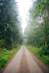 Swedish Forest Nature Landscape