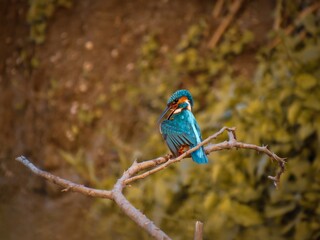 Vibrant blue kingfisher perched on a bare branch in soft natural light
