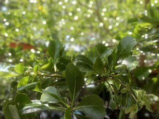 rain drops on a tree