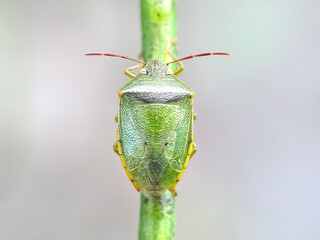 Close up of green stink bug (Acrosternum)