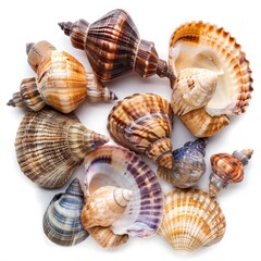 Obraz premium Assorted seashells, various colors and shapes, clustered together on a white background