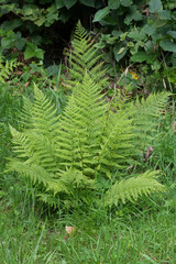 Vertical closeup on an isolated Lady Fern, Athyrium filix-femina