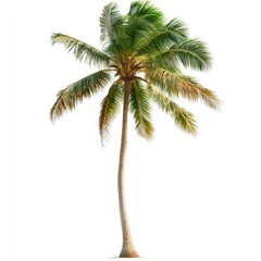 Isolated coconut palm tree against a white background. Lush green fronds and a tall, light-brown trunk