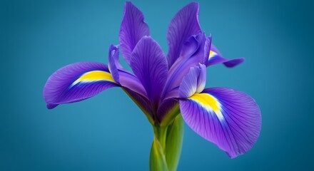 Sapphire Iris: A Jewel-Toned Bloom