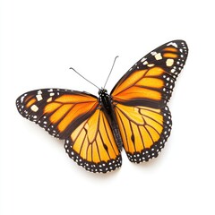 Naklejka premium Monarch butterfly, orange and black wings, isolated on white (1)