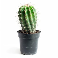 Small, vibrant green cactus in a dark gray plastic pot against a white background