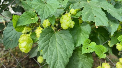 hops plant