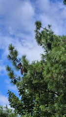 large pine tree with cones