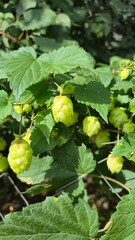 hops plant