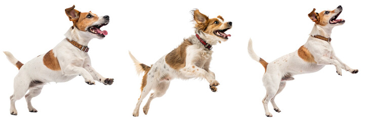 Set of A dog jumping isolated on a transparent background