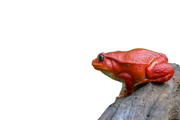 Adult female Tomato frog on isolated white background. Beautiful big frog with red skin climbs up brown wood. Tomato frogs are native animal and endanger species in natural of Madagascar’s rainforest.