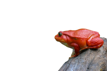 Adult female Tomato frog on isolated white background. Beautiful big frog with red skin climbs up brown wood. Tomato frogs are native animal and endanger species in natural of Madagascar’s rainforest.