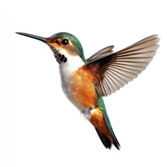 Fototapeta premium A hummingbird in flight, vibrant colors