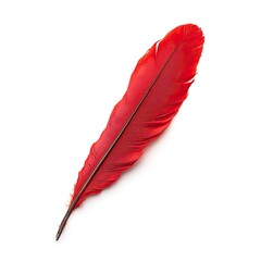 Vivid red feather, isolated against white background