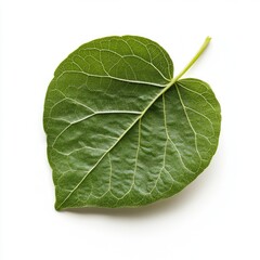 Obraz premium Close-up of a heart-shaped, vibrant green leaf, veins prominent, set against a white background