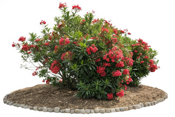 Cutout flowering bush isolated on transparent background. Red rose shrub for landscaping or garden design
