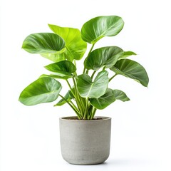 A vibrant houseplant with large, rounded leaves in a light gray pot
