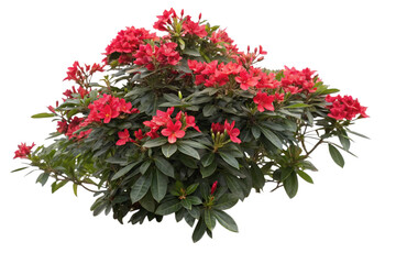 Cutout flowering bush isolated on transparent background. Red rose shrub for landscaping or garden design
