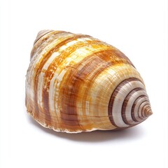 Obraz premium Close-up of a colorful seashell, with intricate, brown and cream stripes