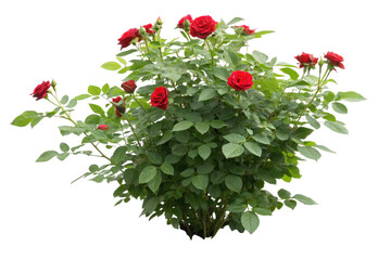 Cutout flowering bush isolated on transparent background. Red rose shrub for landscaping or garden design
