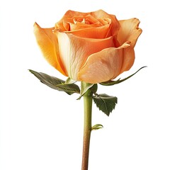 Close-up of a single, vibrant peach-orange rose on a white background
