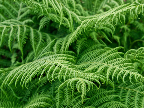 A bunch of layers of bright green fern fronds are all mixed up together, making a really lush natural look. The light shines on the leaves, showing the delicate veins and small details.