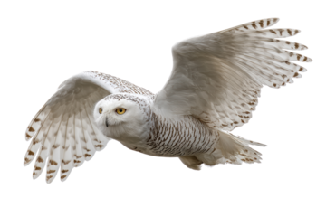 A white owl with yellow eyes flies through the air. The bird's wingspan is large, and it is soaring high above the ground. Concept of freedom and grace