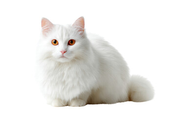 A white cat with orange eyes sits on a white background. The cat's fur is long and fluffy, giving it a soft and cuddly appearance. Concept of warmth and comfort