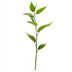 Fototapeta premium A single plant stem with vibrant green leaves against a white background
