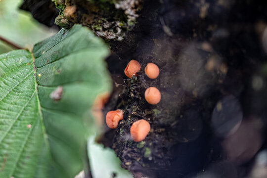 Der Blutmilchpilz (Lycogala epidendrum) ist ein Protist aus der Klasse der Schleimpilze, The blood milk fungus is a protist from the class of slime molds