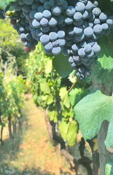 red grapes in the vineyard of the garnacha variety