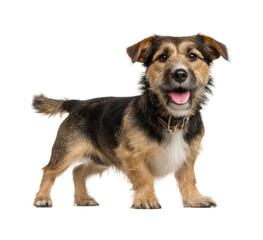Playful dog posing for portrait animal happy vibe isolated on transparent background, png