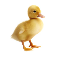 Fototapeta premium Fluffy yellow duckling isolated on a transparent background