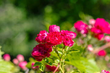 Vibrant pink roses bloom in a lush garden, showcasing delicate petals and green foliage, creating a stunning natural display of floral beauty and tranquility