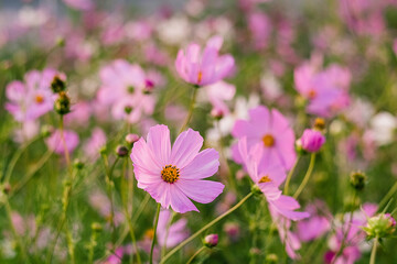 Obraz premium A garden filled with blooming pink cosmos offers a peaceful mix of soft petals and fresh green leaves.