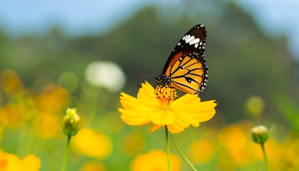 Obraz premium Butterfly on a yellow flower (1)
