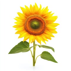 Obraz premium Vibrant sunflower against white background