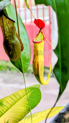 Selective focus. A full view of half reddish body of Nepenthes named Kantong Semar. The type of plant has been well cultivated in lowlands with special care