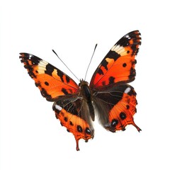 Obraz premium Orange and black butterfly in flight, isolated