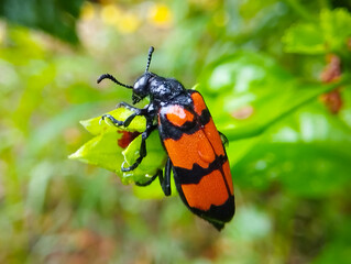 Close-Up of Red and Black Beetle on Green Leaf