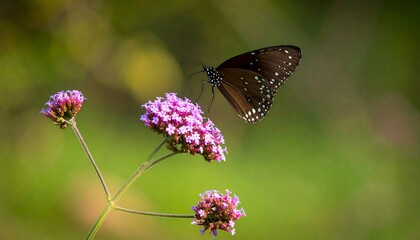 Obraz premium Butterfly on purple flower, soft focus