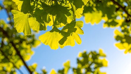 Bright, vibrant ginkgo leaves backlit by a clear, sunny sky create a cheerful and serene image.