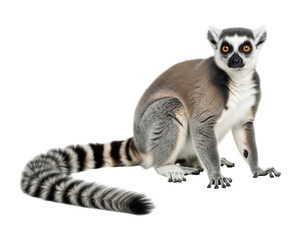 A studio shot of a ring-tailed lemur, isolated on a pure white background.